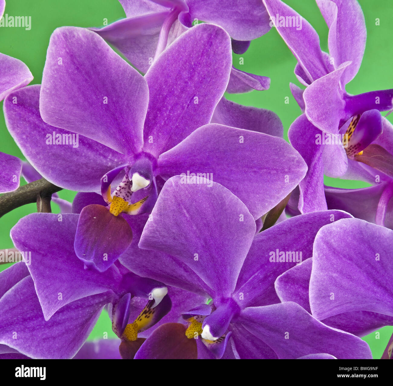 orchid Doretenopsis Hybride Stock Photo