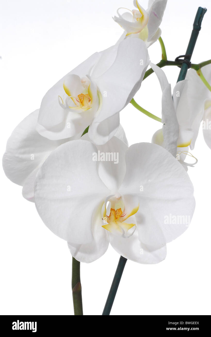 White Phaleanopsis Orchid on white background Stock Photo