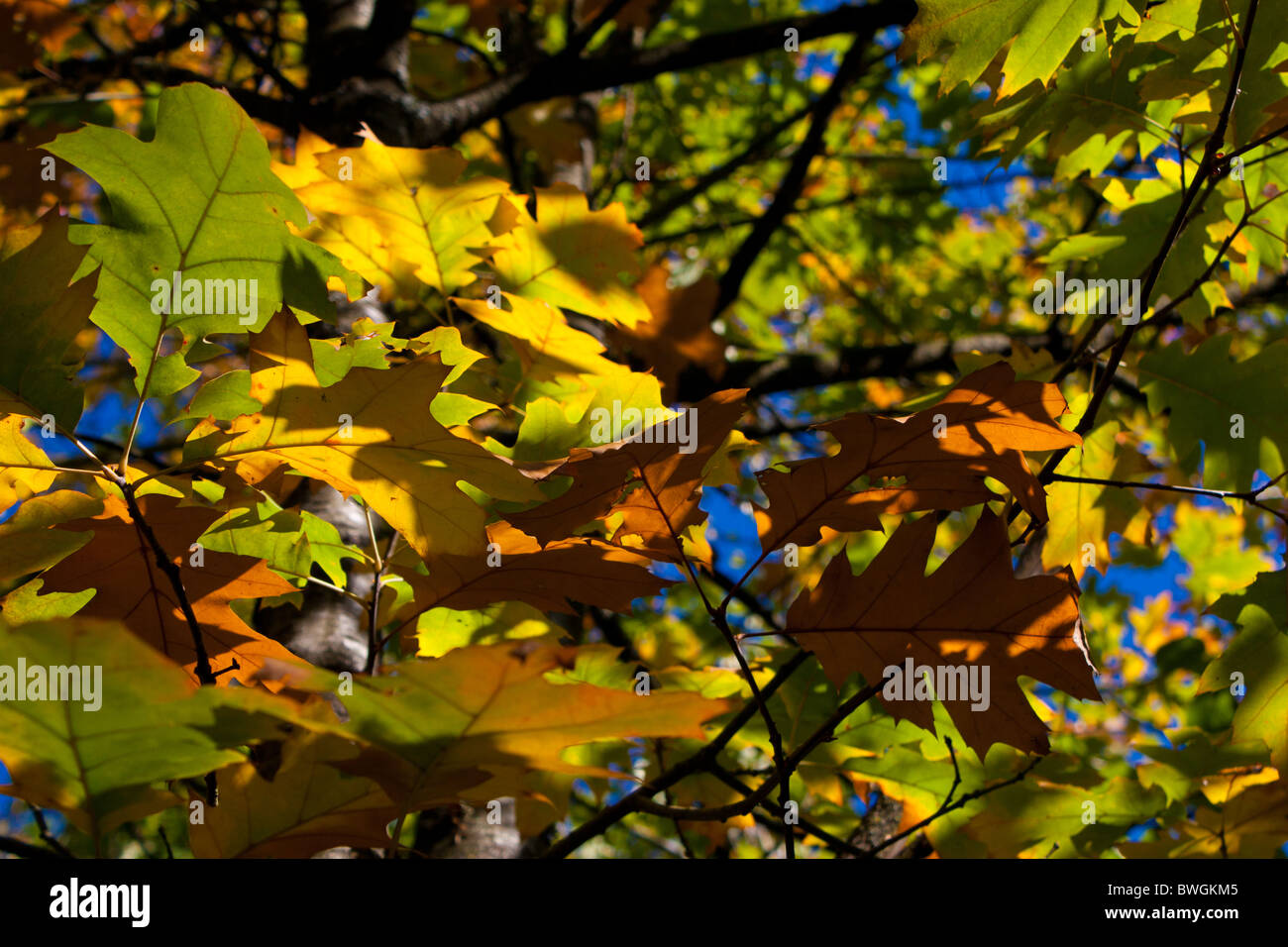 Changing colours of leaves hi-res stock photography and images - Alamy