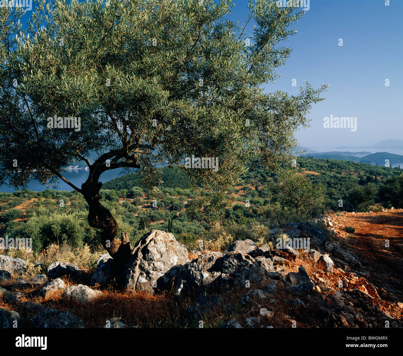 Olive tree hi-res stock photography and images - Alamy