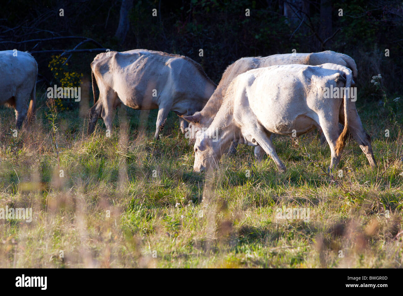 A herd of white Charolais cattle graze on green grass in a small pasture in Illinois. Stock Photo