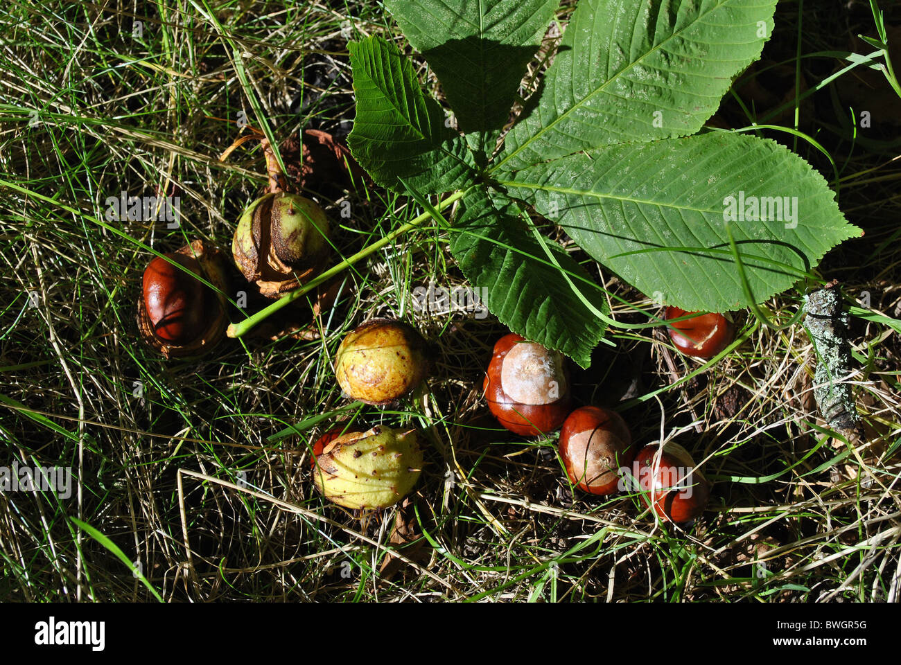 horse chestnuts Stock Photo