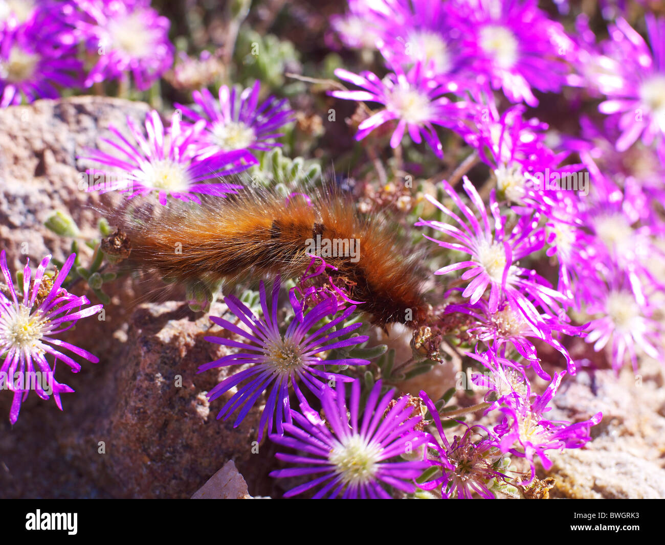 Caterpillars africa hires stock photography and images Alamy