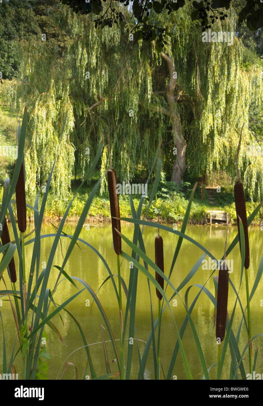 Bulrushes by a fishing lake. Stock Photo