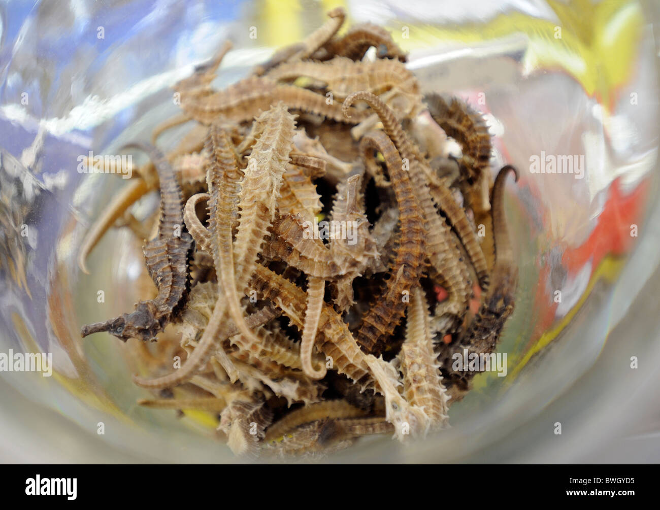 Dried sea horses (Hippocampus) are on sale at  Qingdao Tesco in Qingdao, Shandong province, China.11 Nov 2010 Stock Photo