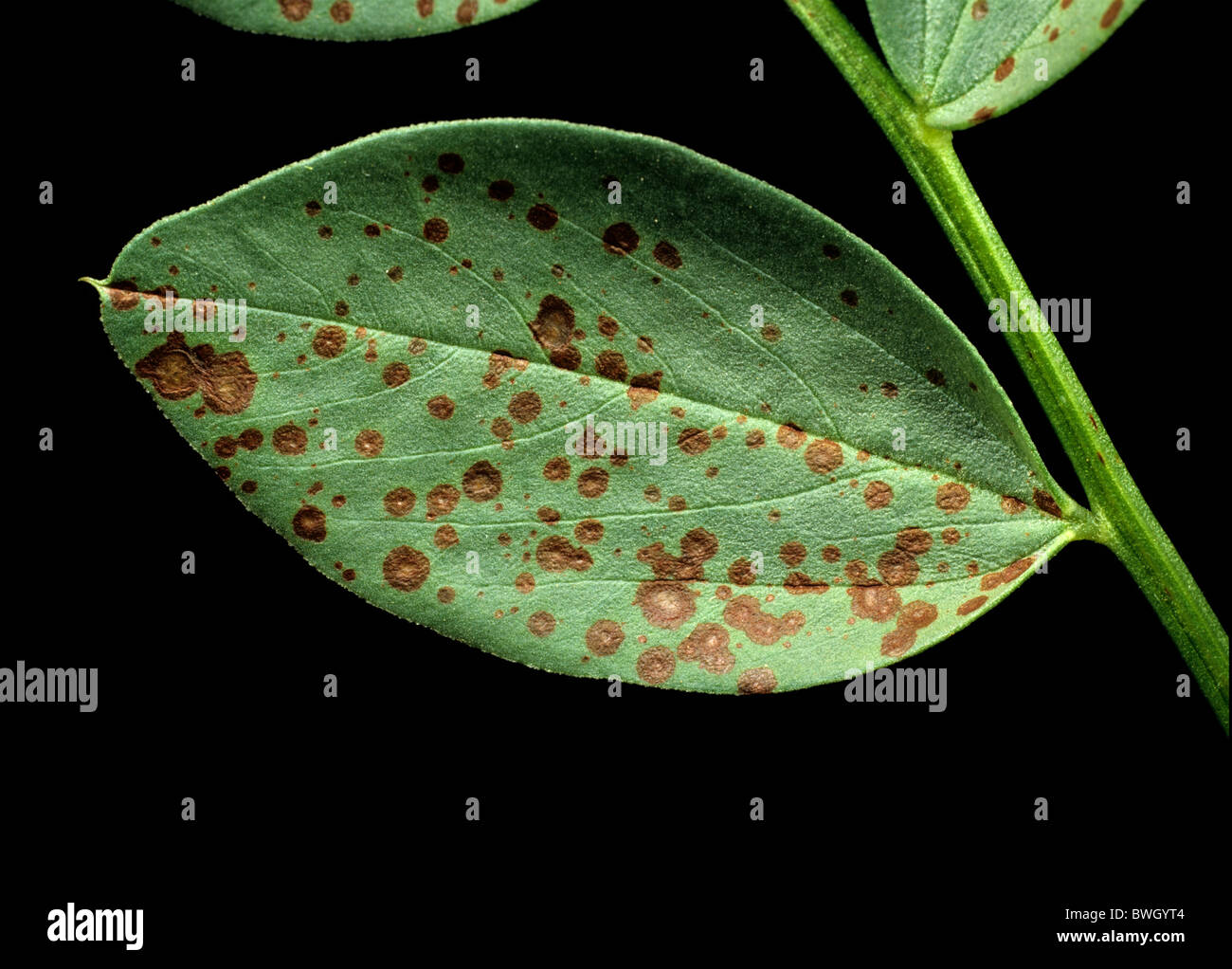 Chocolate spot (Botrytis fabae) early lesions on field bean leaf Stock Photo