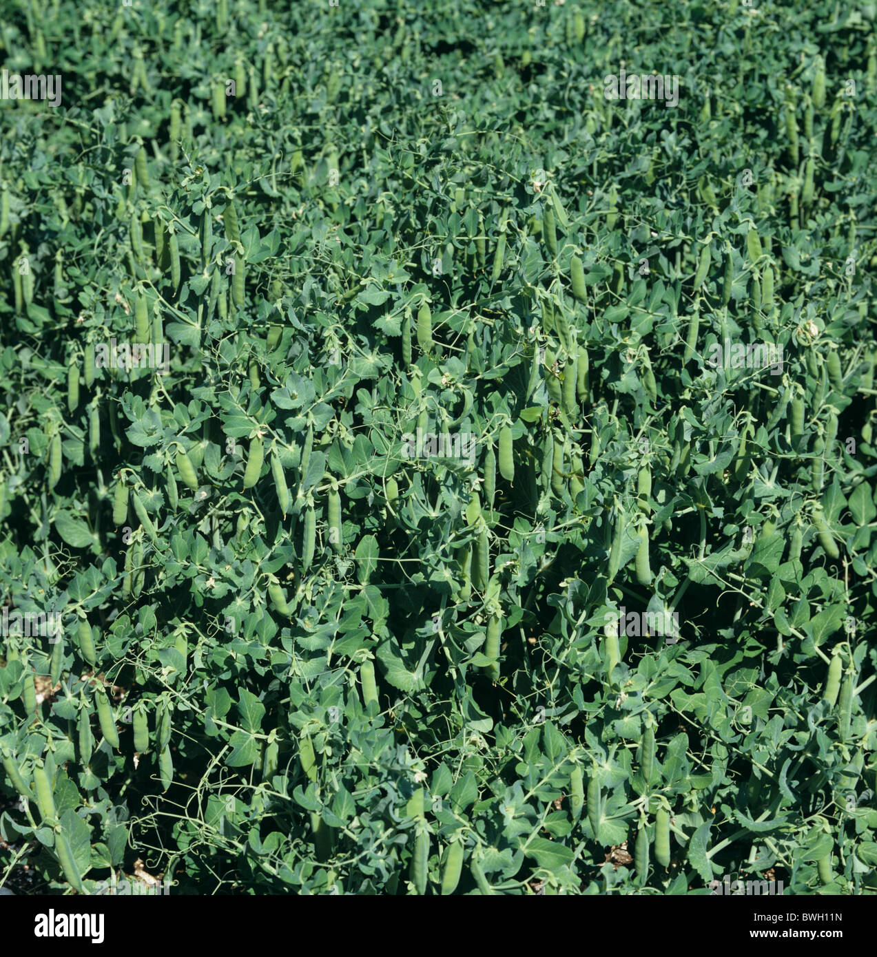 Pea crop in mature pod, marrowfat variety Maro Stock Photo