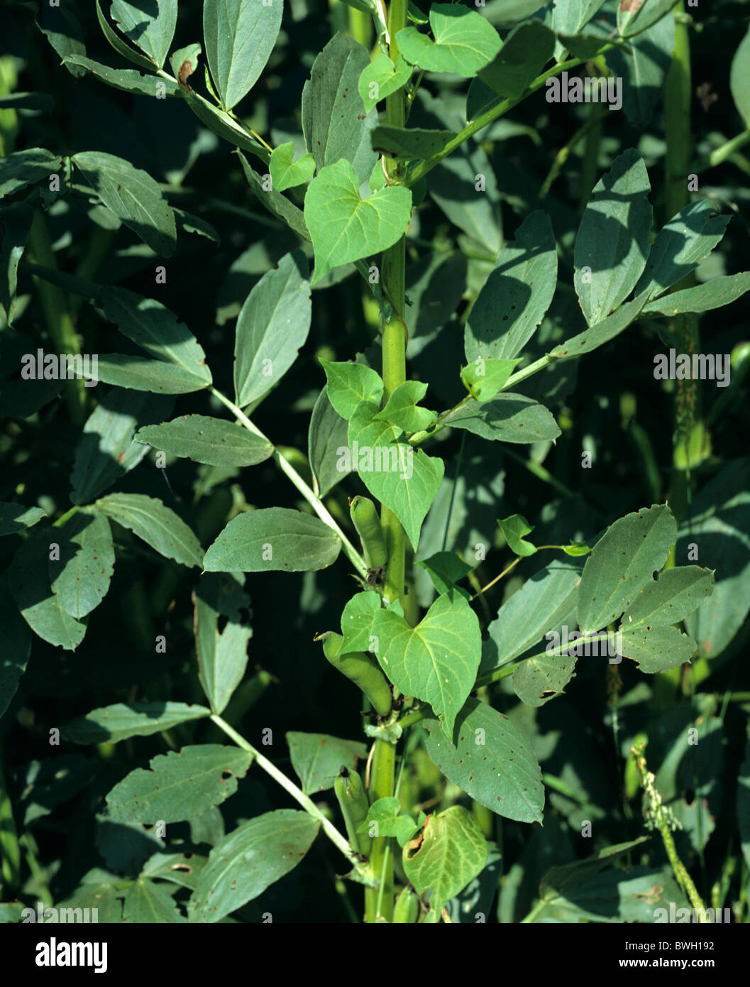Black bindweed (Fallopia convolvulus) plant on field bean crop plant Stock Photo