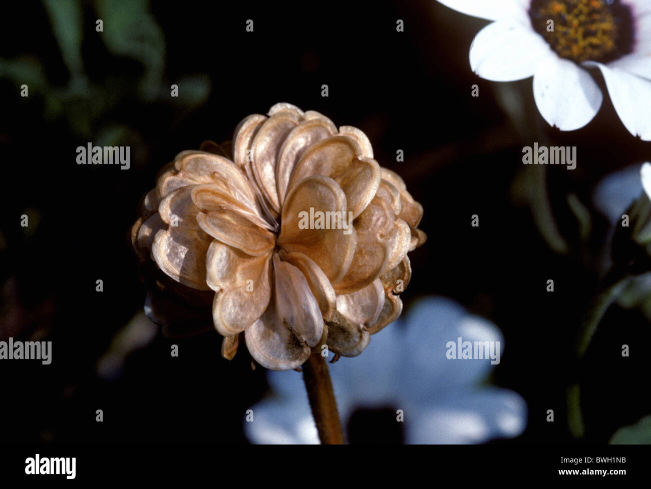 Rain daisy (Dimorphotheca pluvialis) ripe seedhead of alternative crop Stock Photo
