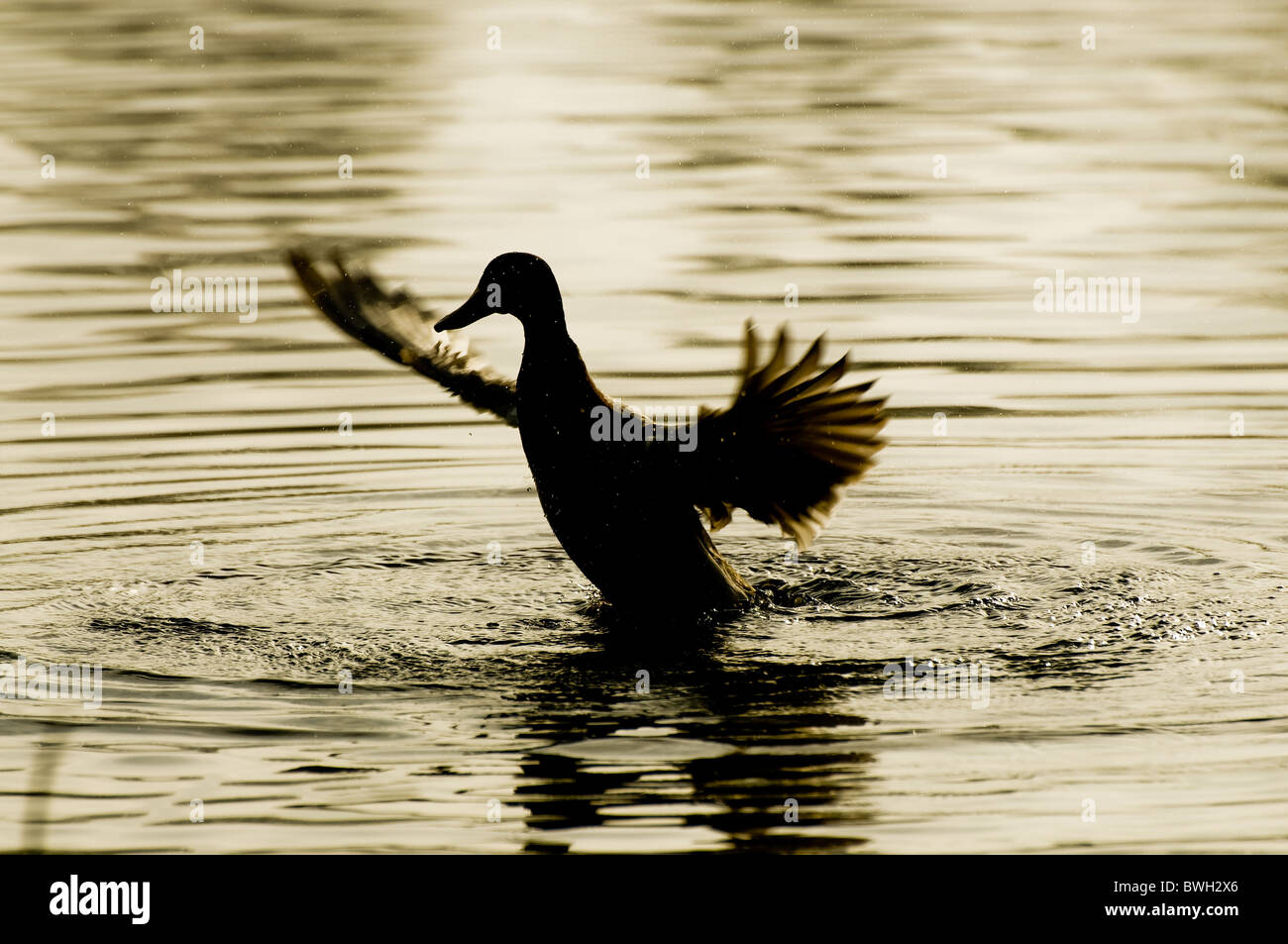 Mallard duck stretching and washing at Thatcham reedbeds Stock Photo
