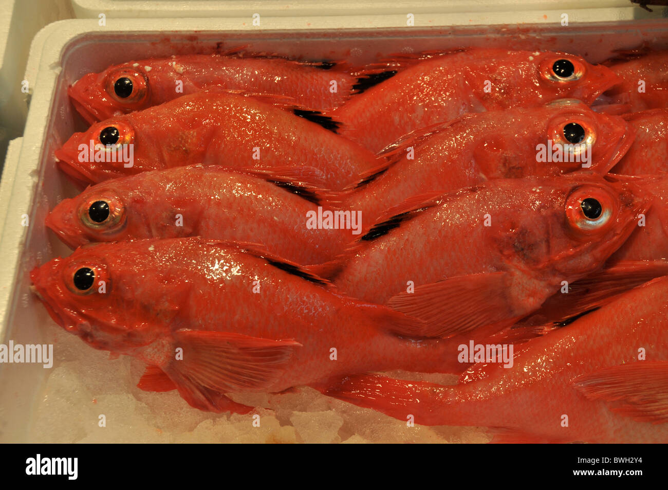 Box fishes hi-res stock photography and images - Alamy