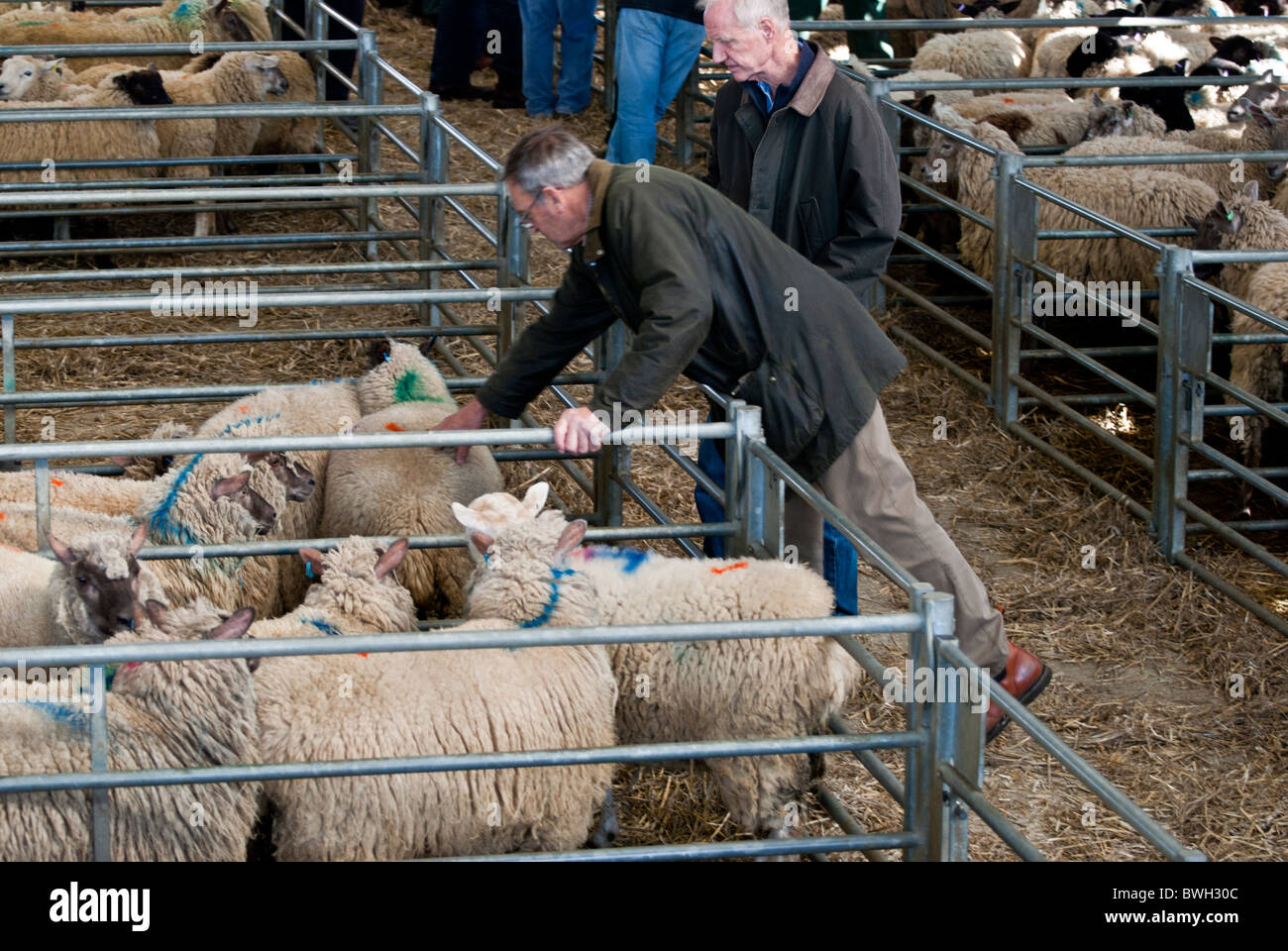 Sheep Pens High Resolution Stock Photography And Images Alamy