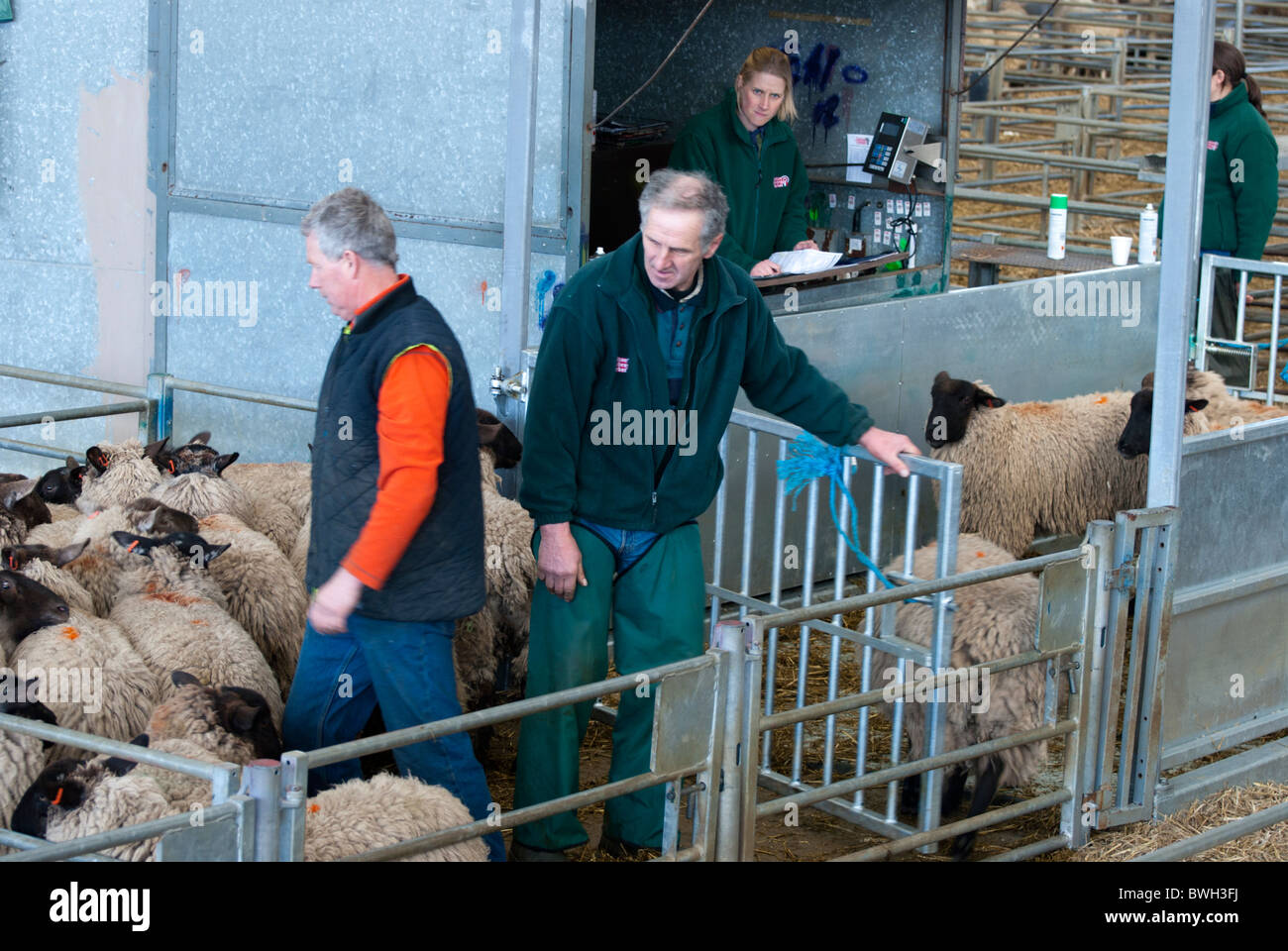 Melton mowbray livestock market hires stock photography and images Alamy