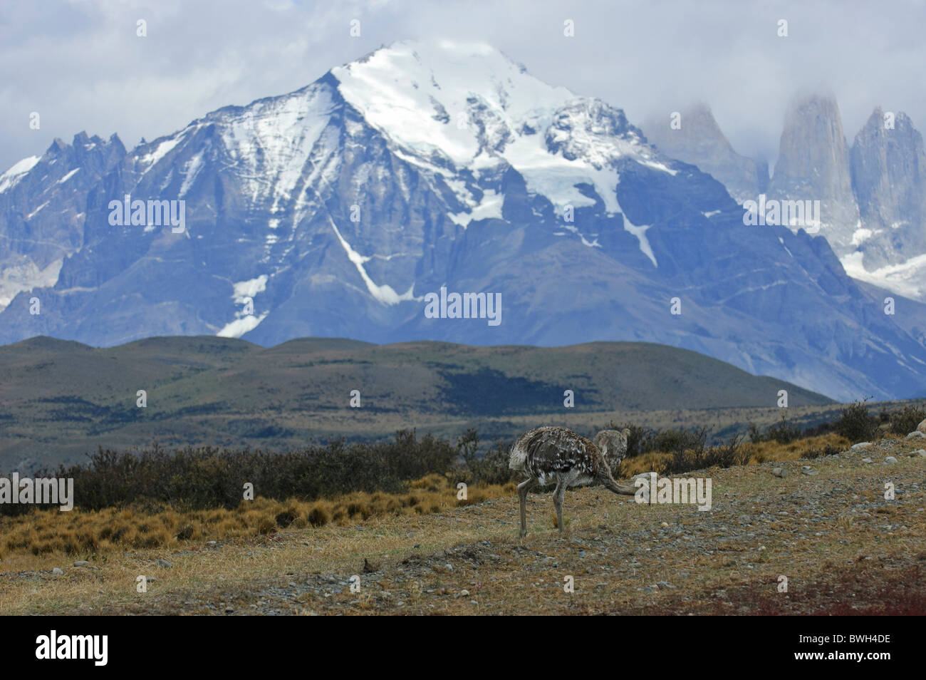 Lesser Rhea (Pterocnemia pennata, Nandu, Choique) with Torres Mountains,  Parque Nacional Torres del Paine Chile Southern Patagonia Stock Photo