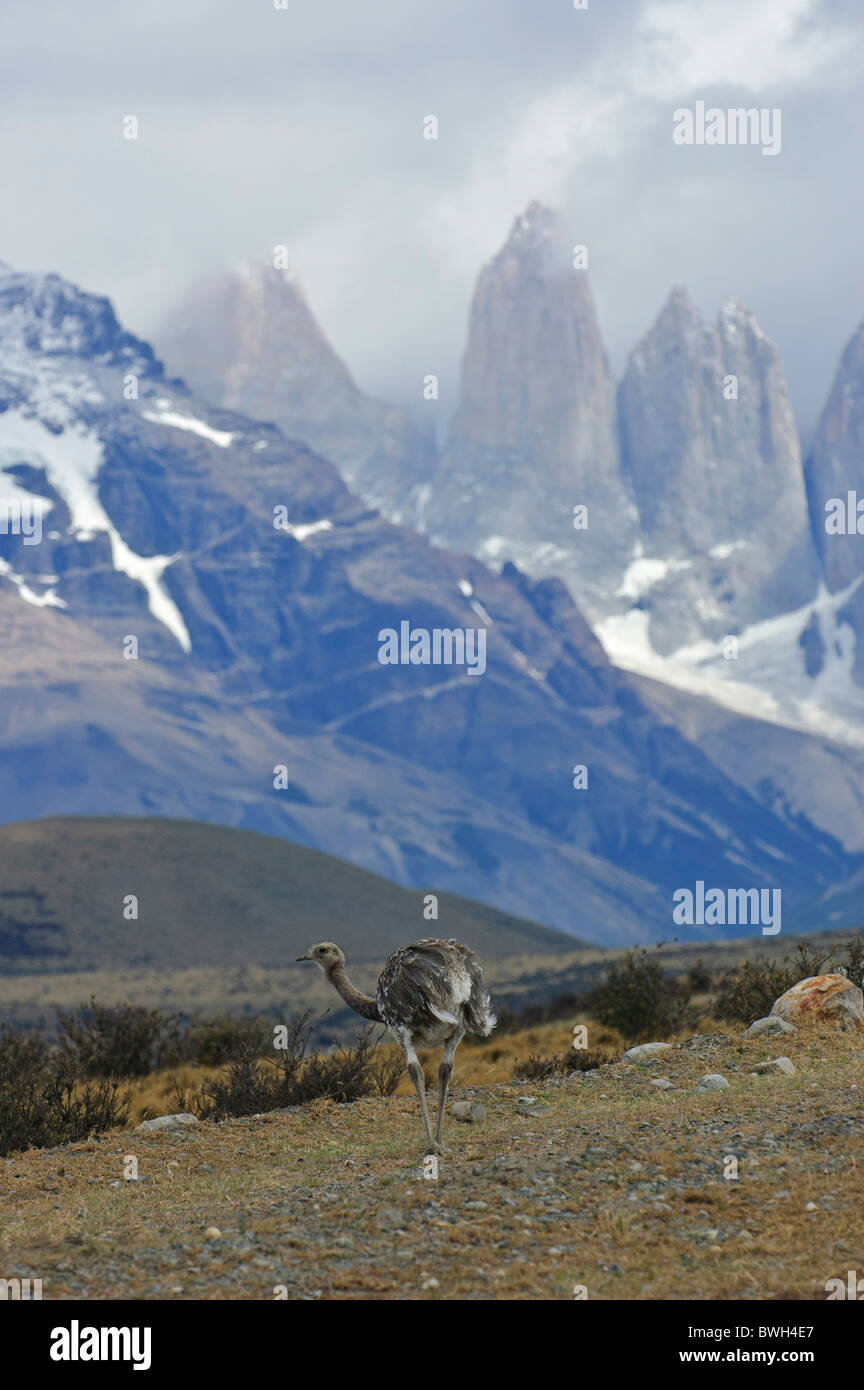 Lesser Rhea (Pterocnemia pennata, Nandu, Choique) with Torres Mountains,  Parque Nacional Torres del Paine Chile Southern Patagonia Stock Photo