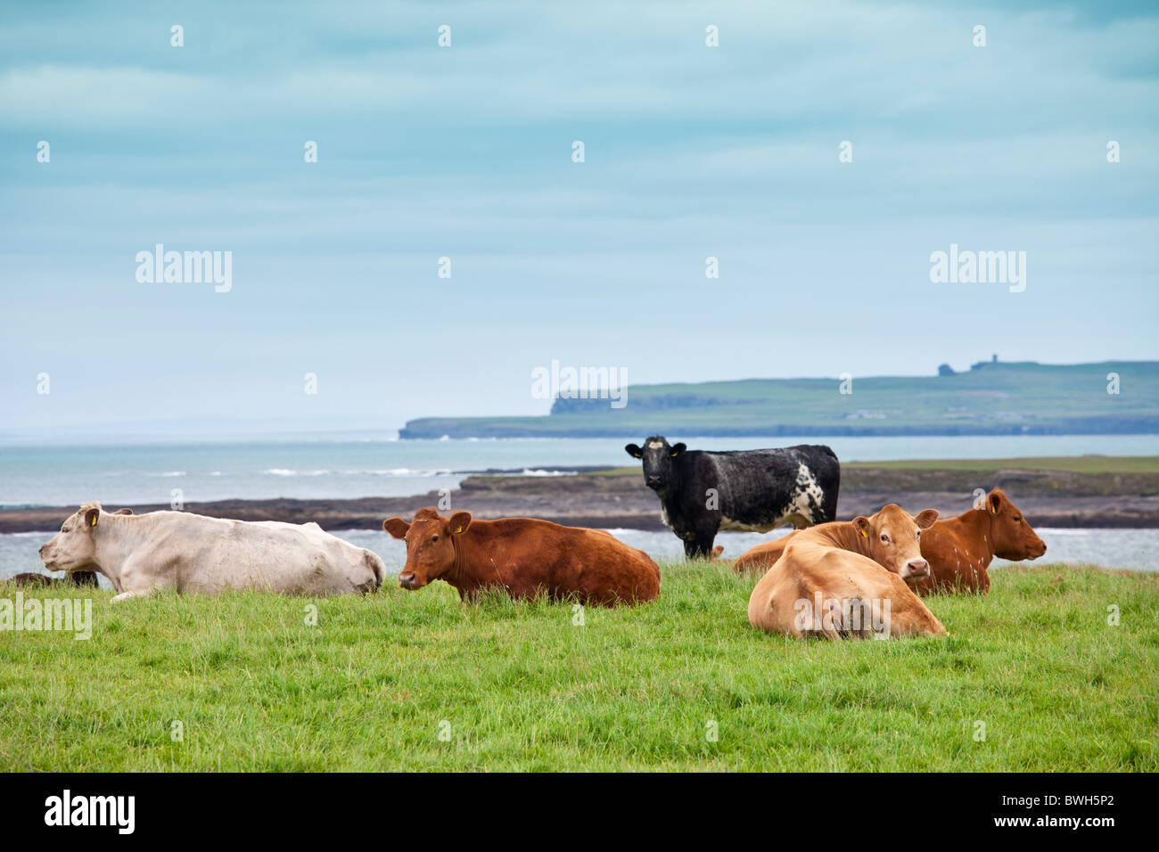 Herd of cattle by the coast in County Clare, Ireland Stock Photo