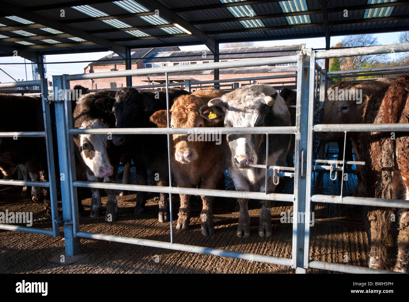 Cows in a stall at a cattle market Melton Mowbray, Leicestershire