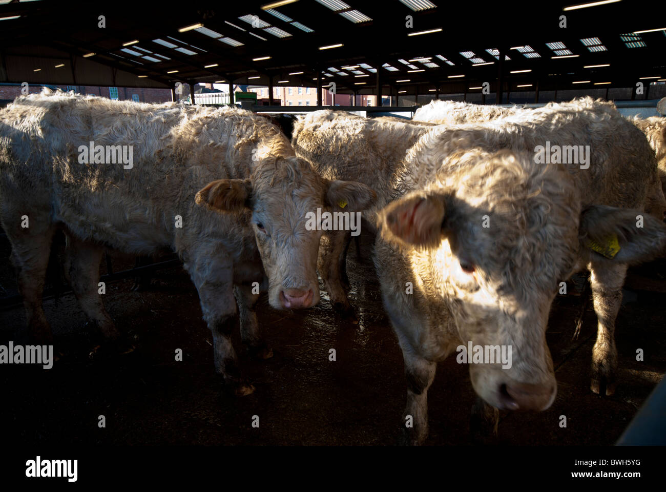 cows in a stall at a cattle market Melton Mowbray, Leicestershire