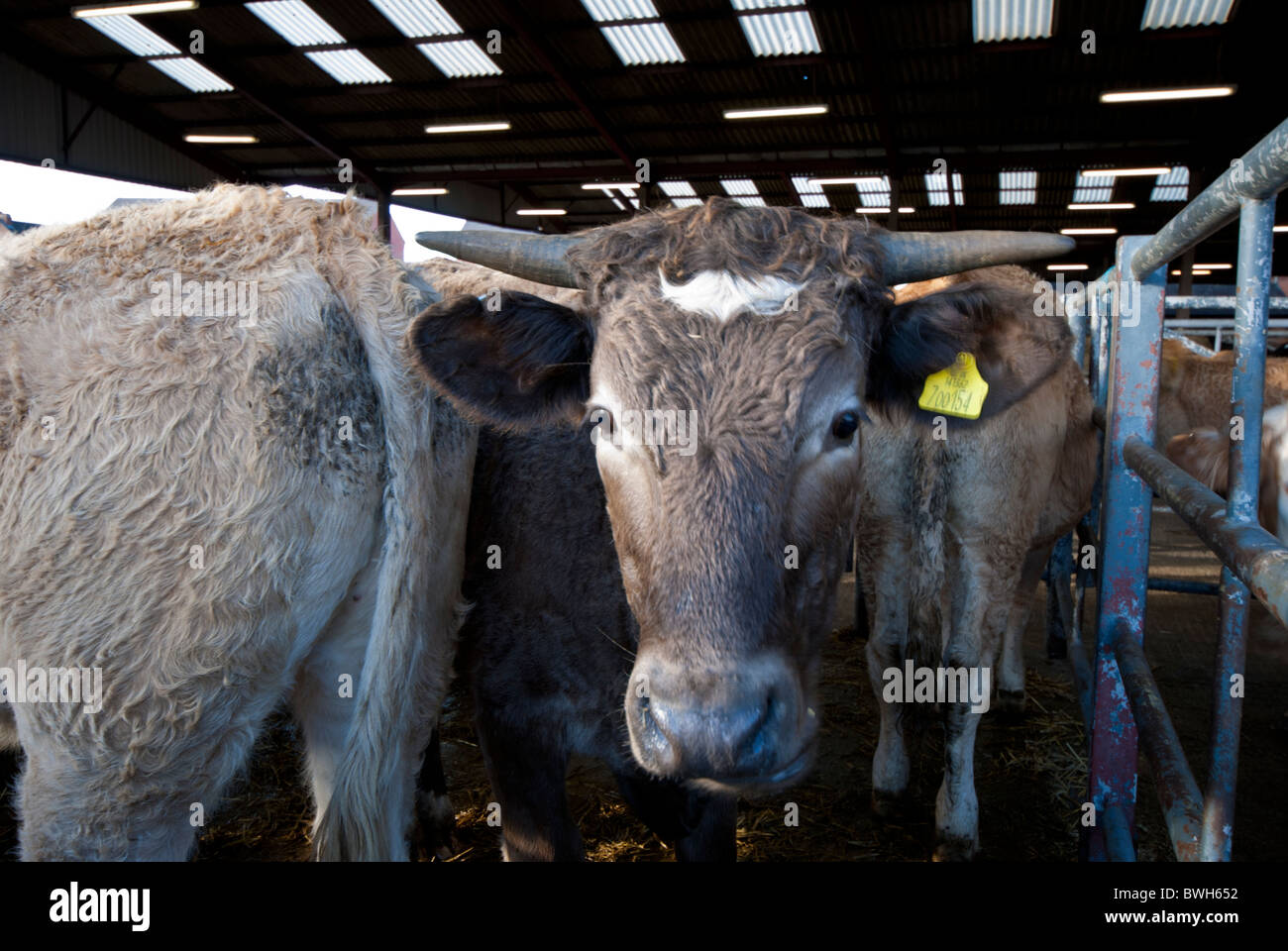 cows in a stall at a cattle market Melton Mowbray livestock Market