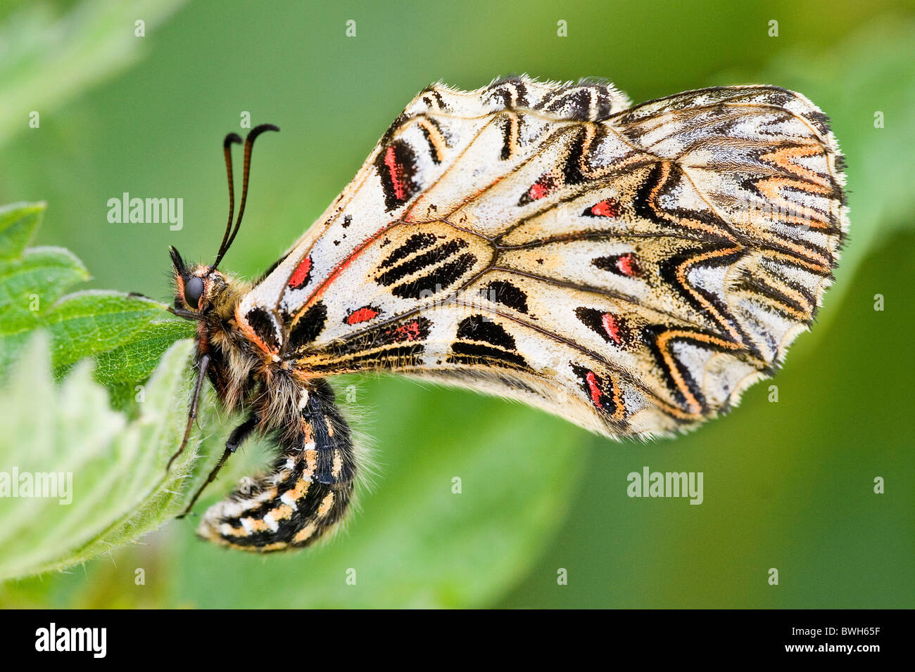 Festoons hires stock photography and images Alamy