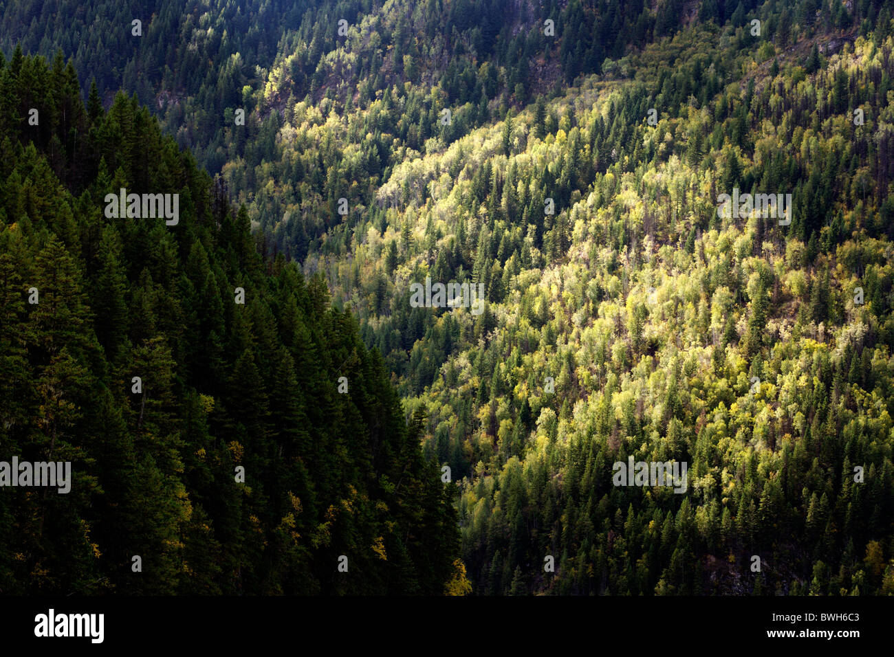 Forest growing on mountain slopes in the Jasper National Park in the Canadian Rocky Mountains in Alberta Stock Photo