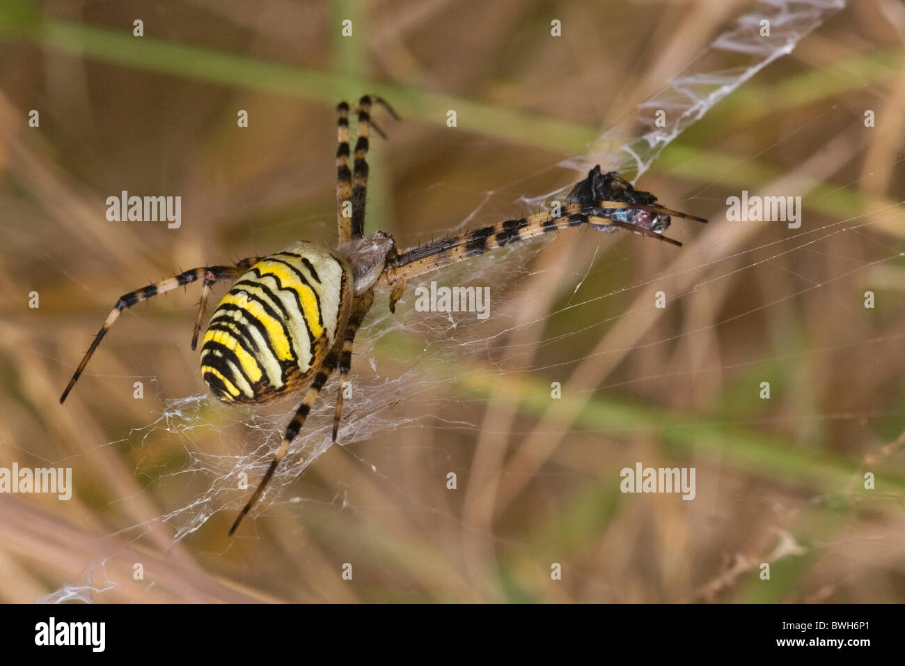 wasps spider in web with prey Stock Photo - Alamy
