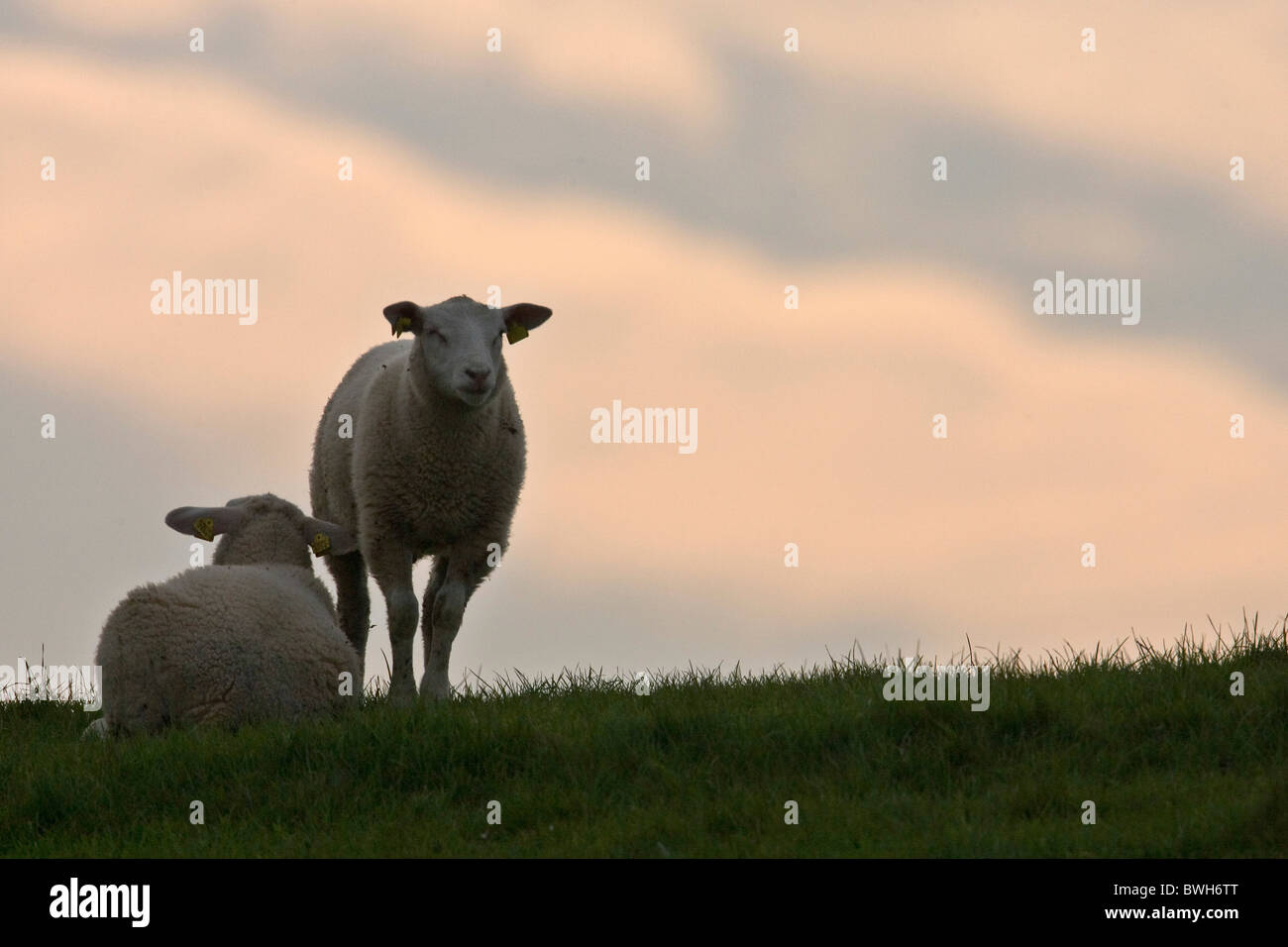 sheep on meadow Stock Photo - Alamy