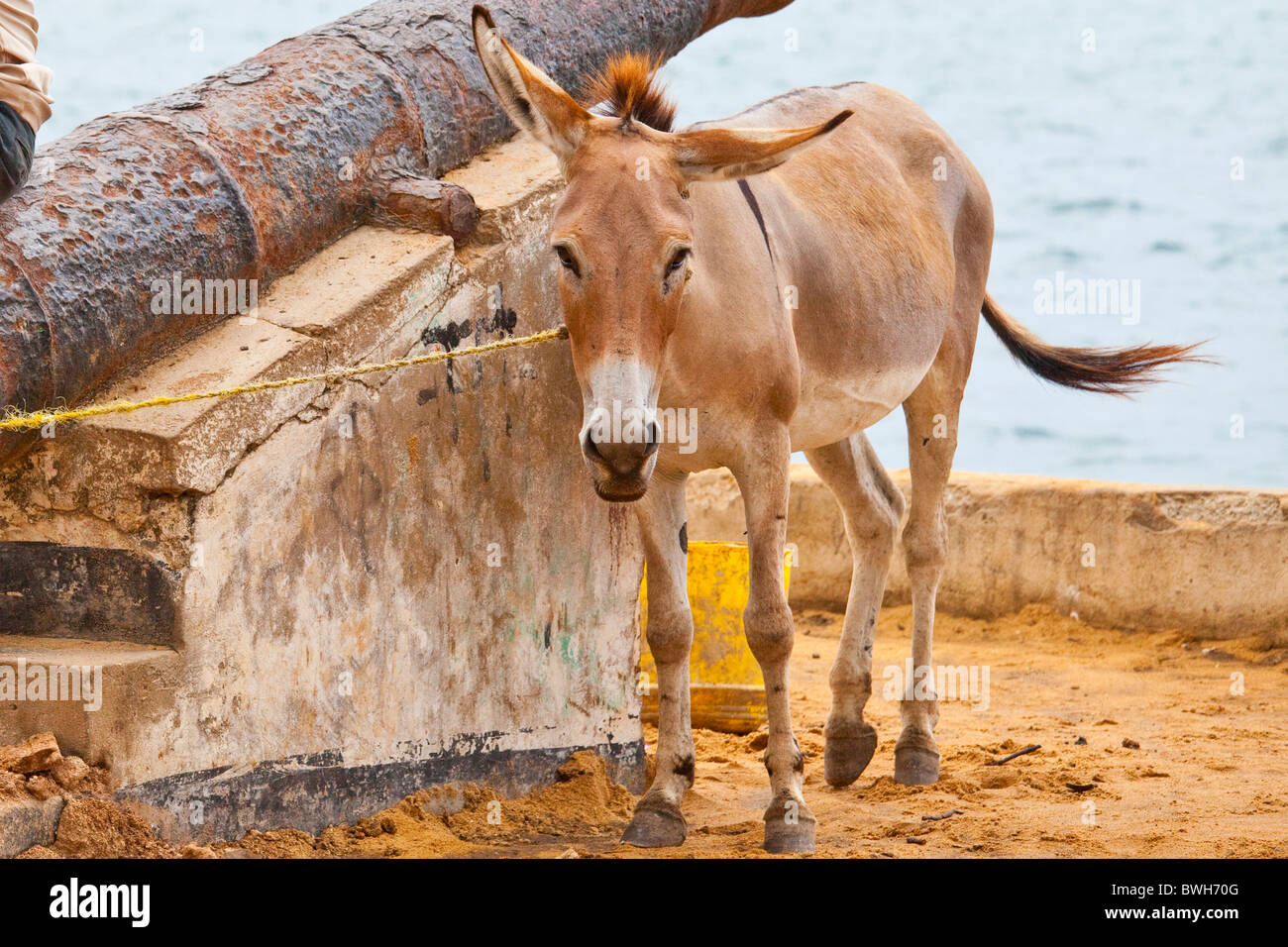 Donkey on Lamu Island, Kenya Stock Photo Alamy
