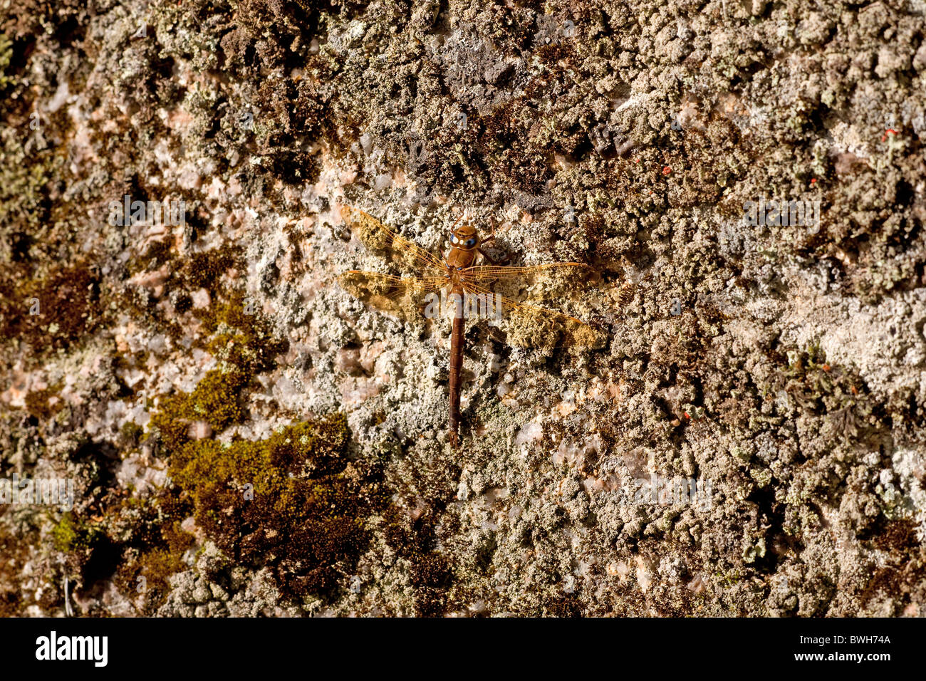 migrant hawker Stock Photo