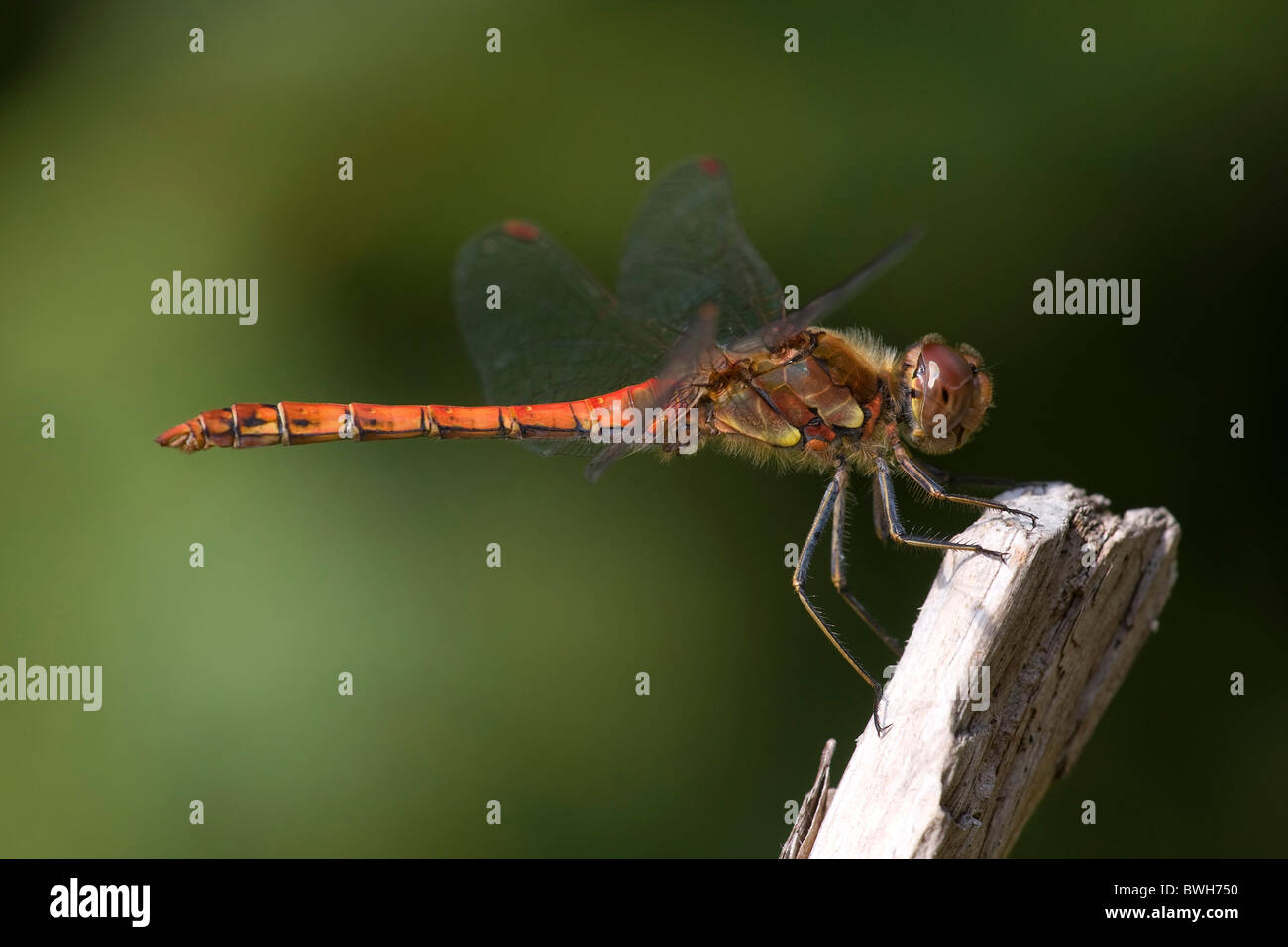 Great dragonflies hi-res stock photography and images - Alamy