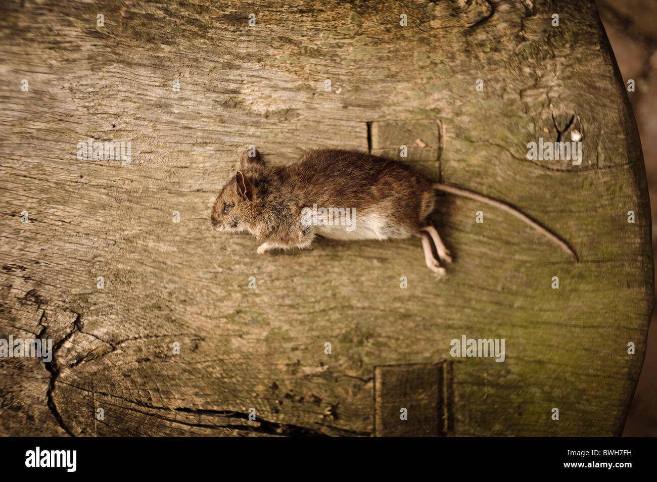 A dead mouse found on a wooden bench in an English country garden in Cornwall, presumably kiiled by a cat Stock Photo