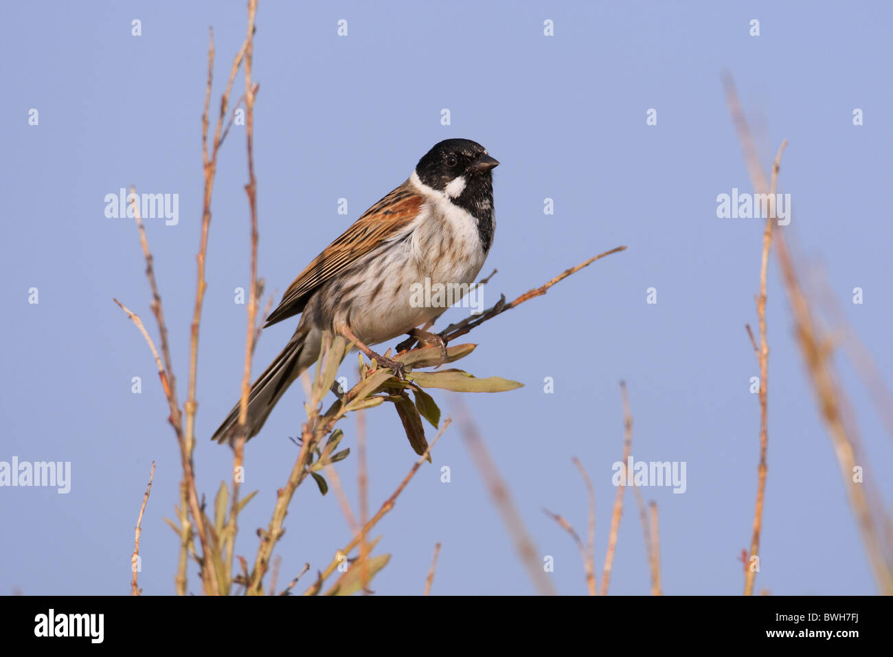 common reed bunting Stock Photo - Alamy