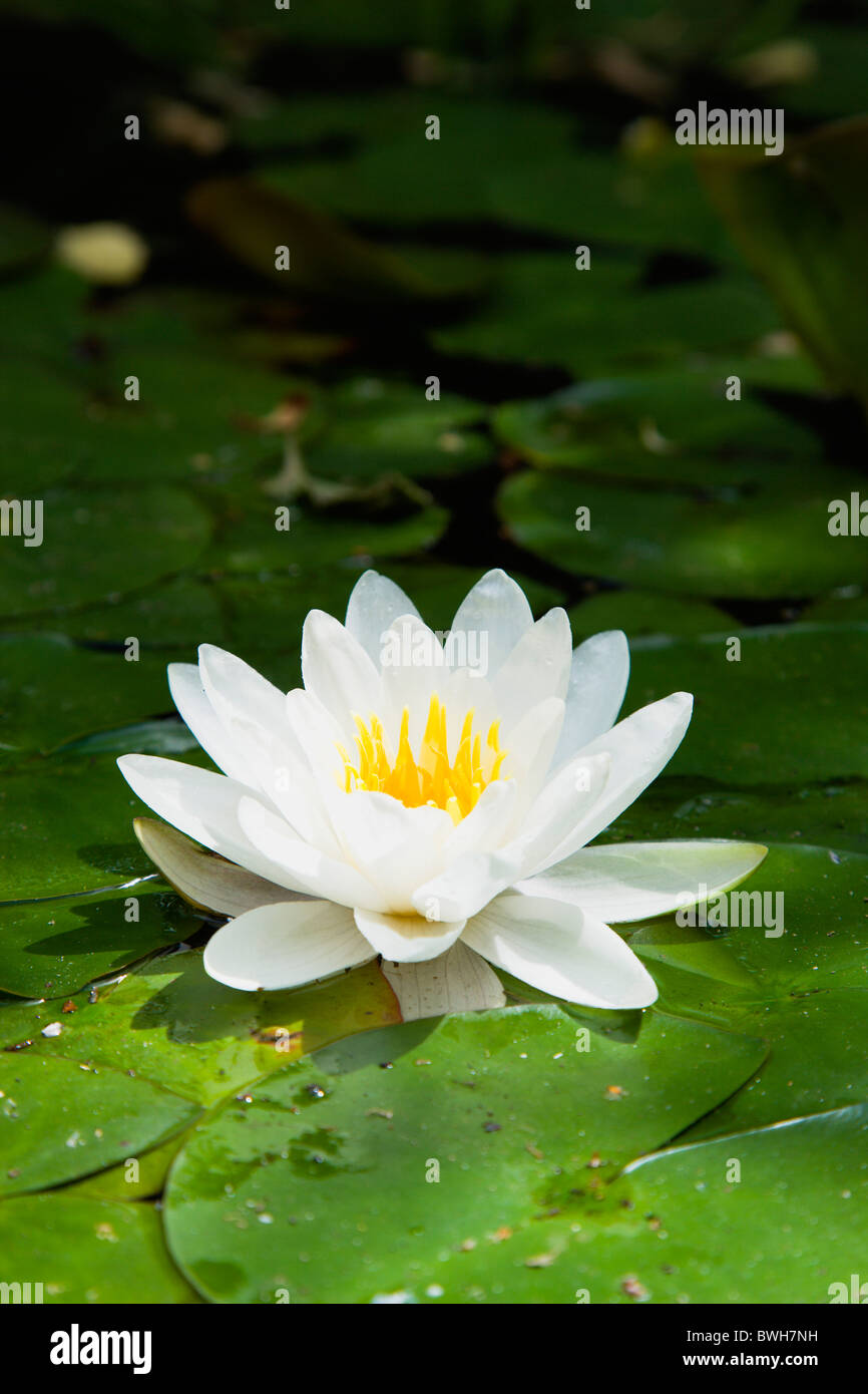 Gardens, Plants, Aquatic, Single white water lily flower of the family Nymphaeaceae in a pond surrounded by leaves floating Stock Photo