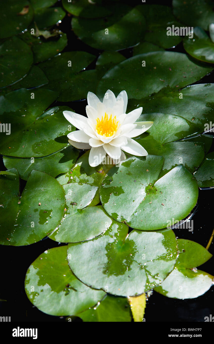 Gardens, Plants, Aquatic, Single white water lily flower of the family Nymphaeaceae in a pond surrounded by leaves floating Stock Photo