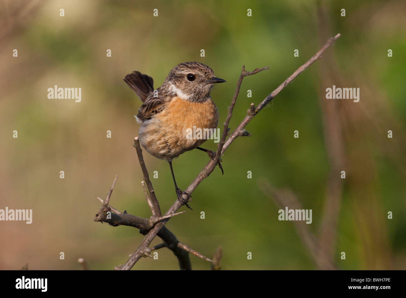 European stonechats birds hi-res stock photography and images - Alamy