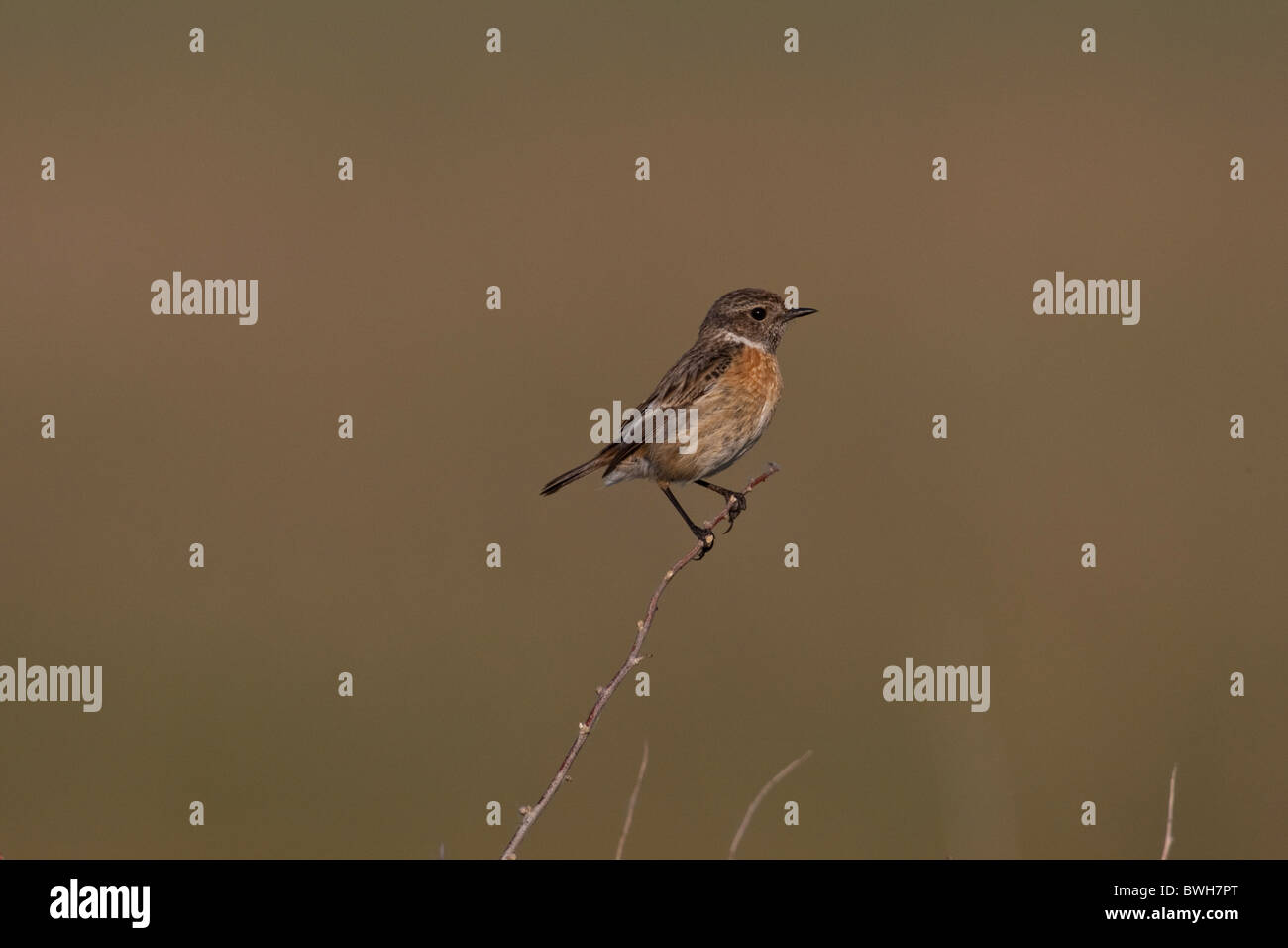Common stonechat autumn hi-res stock photography and images - Alamy