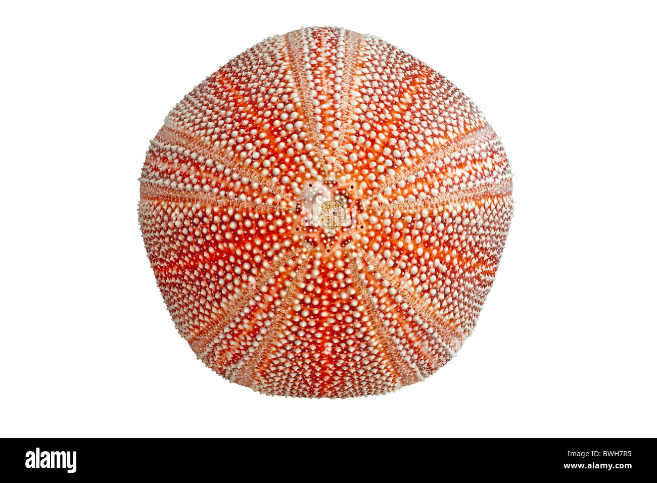 The calcareous skeleton of a common Sea Urchin shell, photographed in
