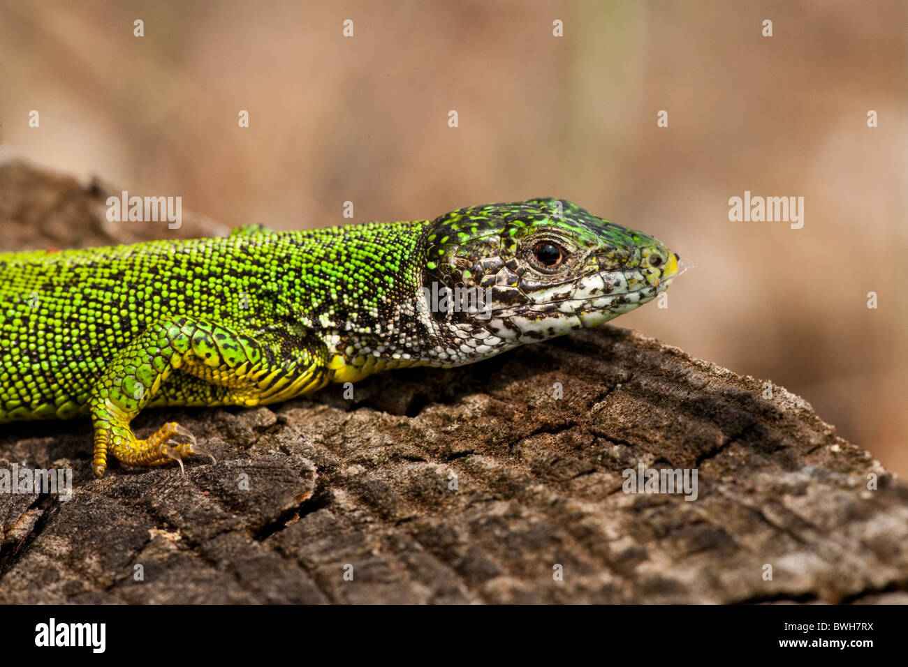 European green lizard Stock Photo - Alamy