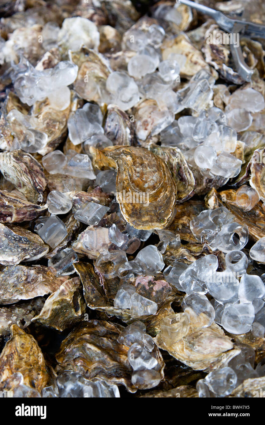 Food, Seafood, Shellfish, Fresh live oysters packed in ice. Stock Photo