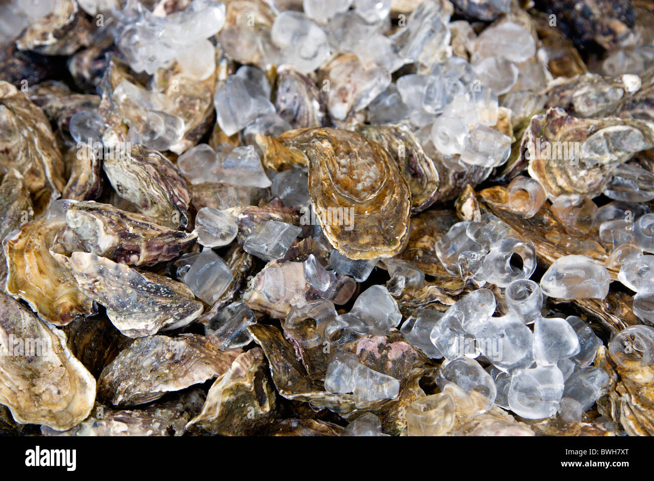 Food, Seafood, Shellfish, Fresh live oysters packed in ice. Stock Photo