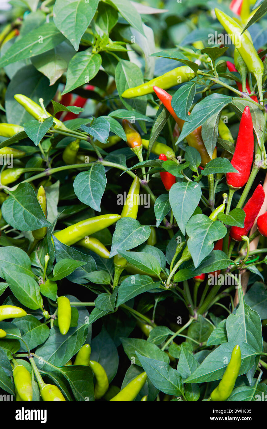 Agriculture, Herbs And Spices, Chillies, Green and ripe red chili peppers growing on plants. Stock Photo