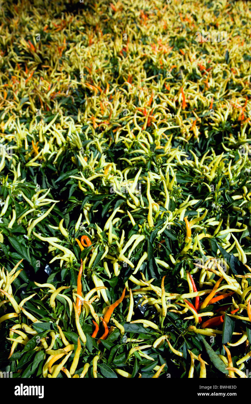 Agriculture, Herbs And Spices, Chillies, Green yellow and ripe red