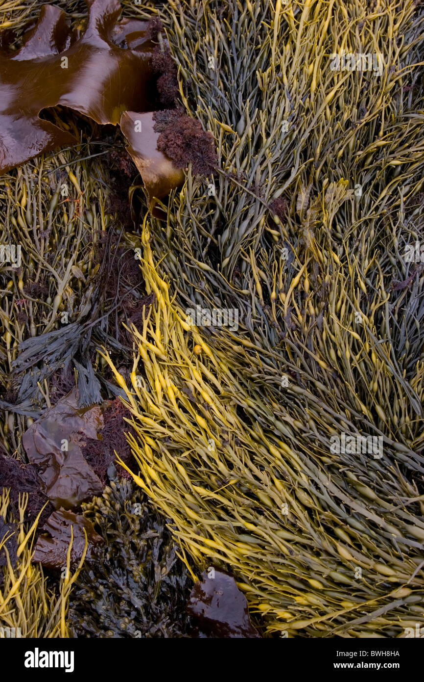 Seaweed close up Stock Photo
