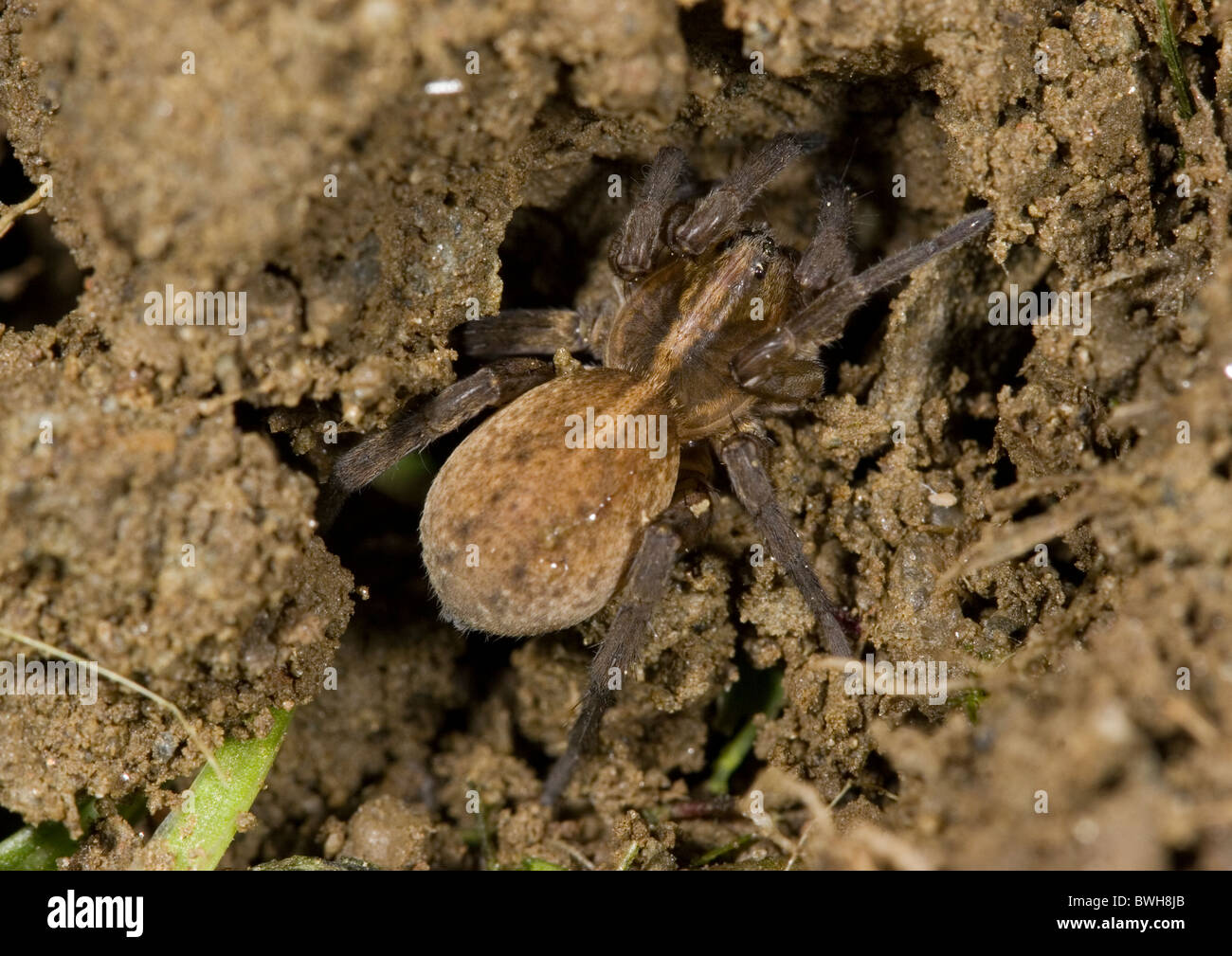 Wolf spider (Lycosidae araneae) in dirt. Stock Photo