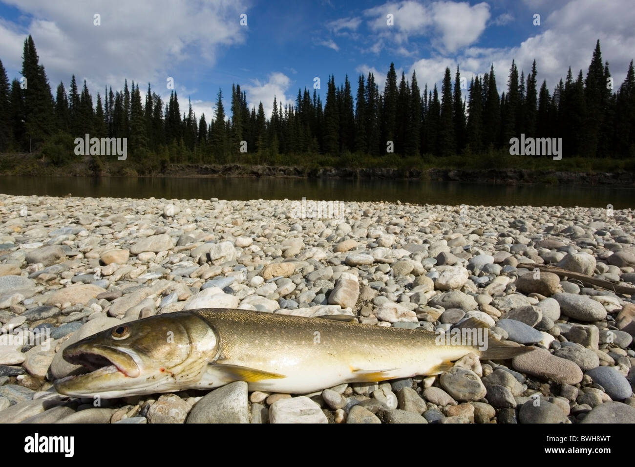 Bull Trout, Char (Salvelinus confluentus), fishermen's catch, gravel bar, upper Liard River, Yukon Territory, Canada Stock Photo