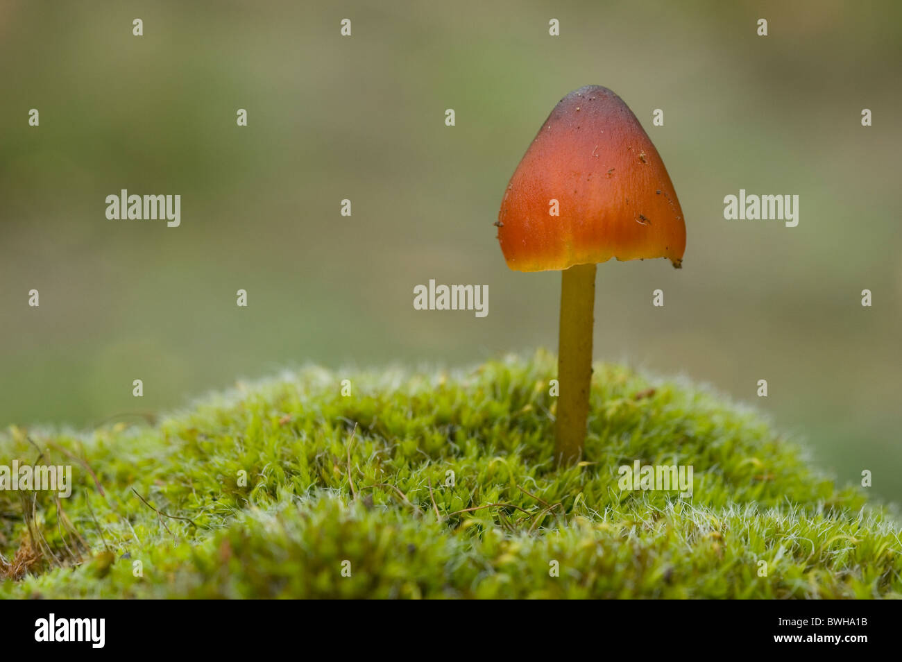 Witch's hat, Conical wax cap or Conical slimy cap (Hygrocybe conica) Stock Photo