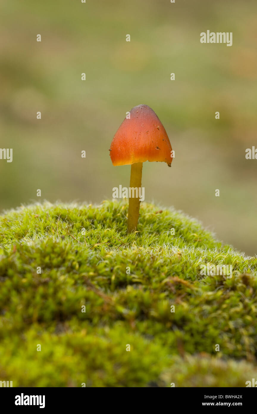 Witch's hat, Conical wax cap or Conical slimy cap (Hygrocybe conica) Stock Photo
