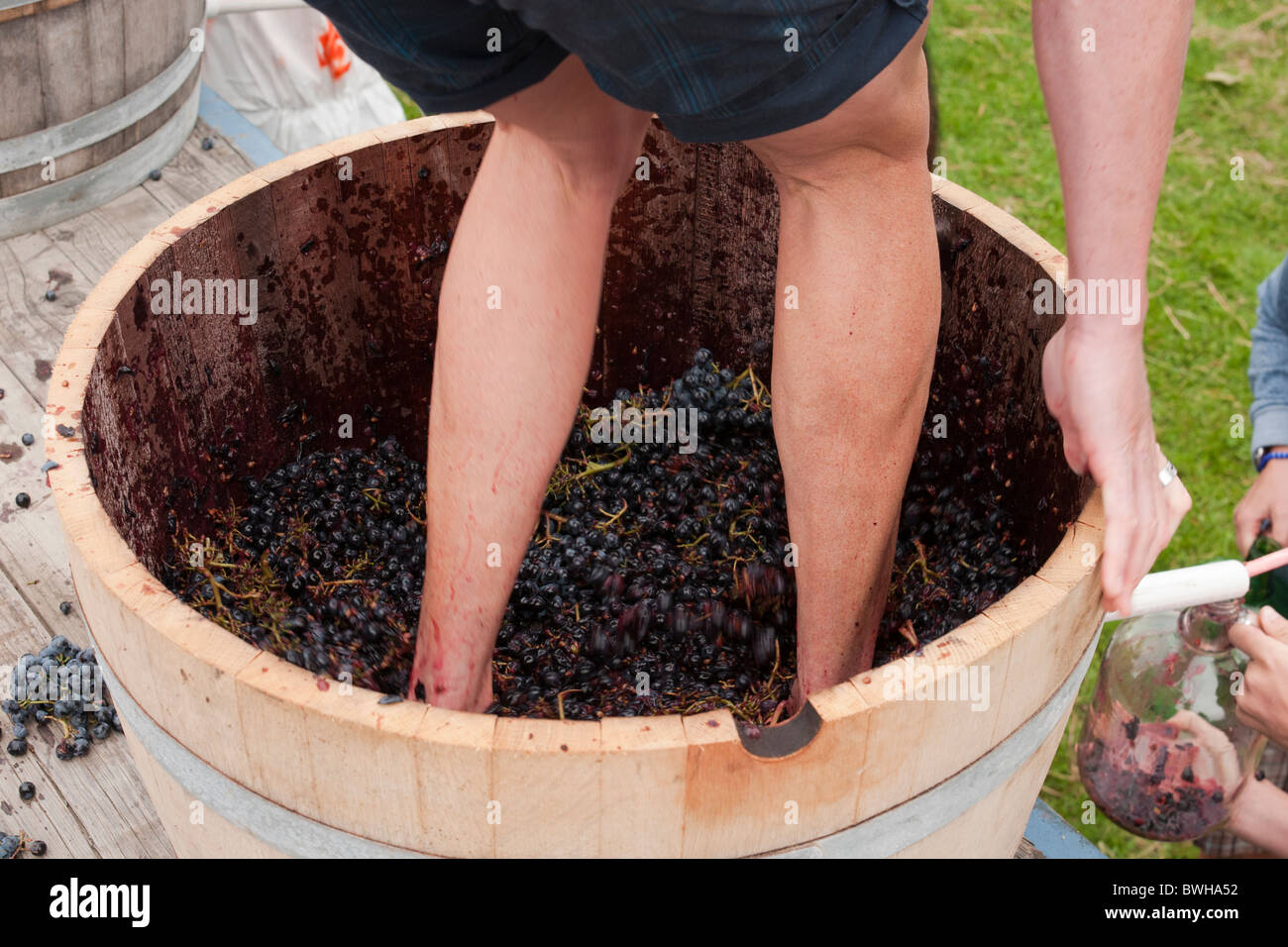 grape stomping contest Oliver, British Columbia, Canada Stock Photo Alamy