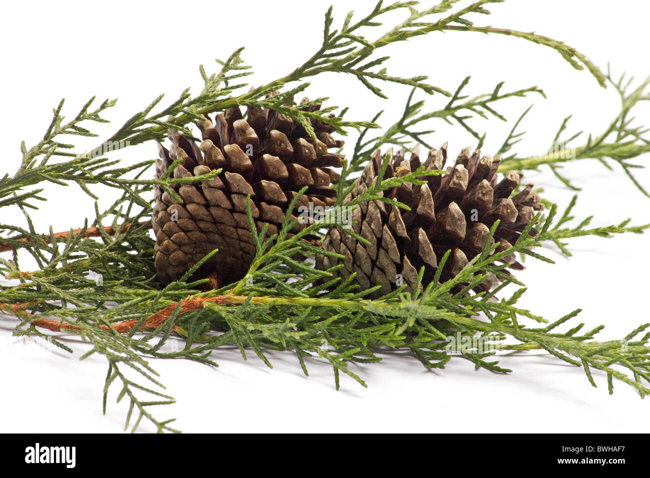 Close-up of pine cones and evergreen leaves on white background Stock Photo