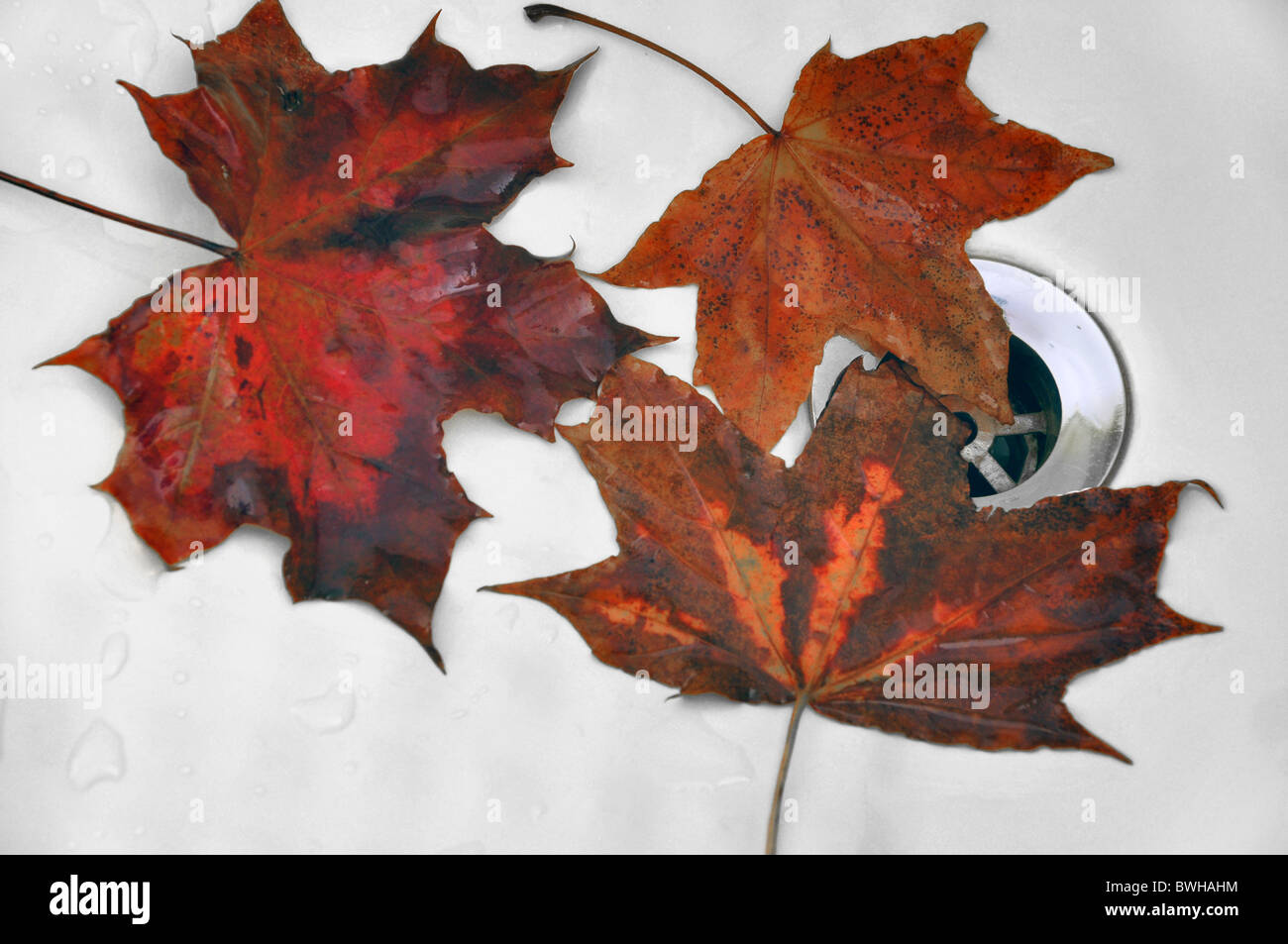 Autumn leaves in a draining sink. Stock Photo